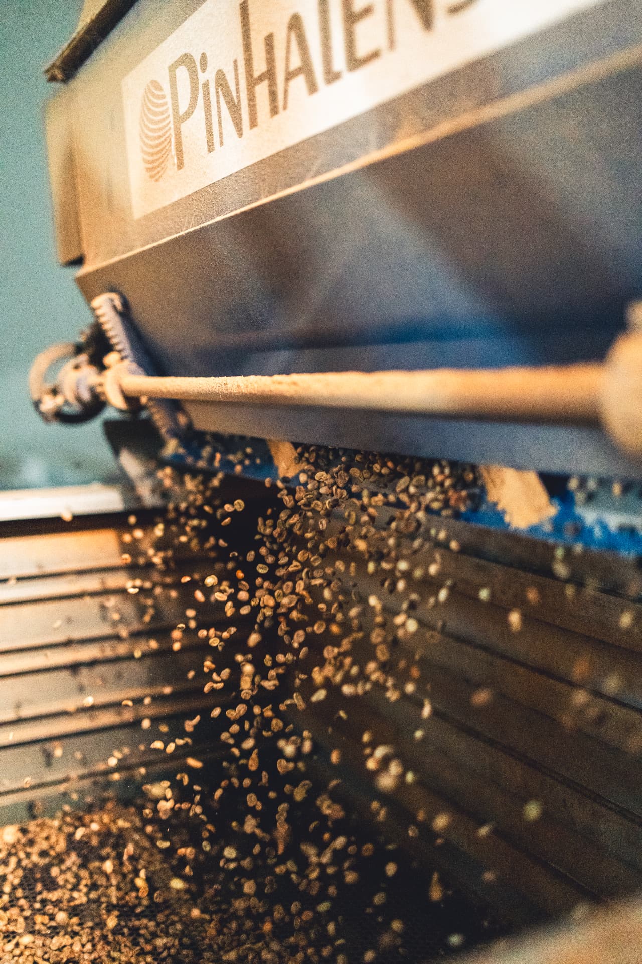 Grãos verdes saindo da máquina de rebeneficiamento Ornatto