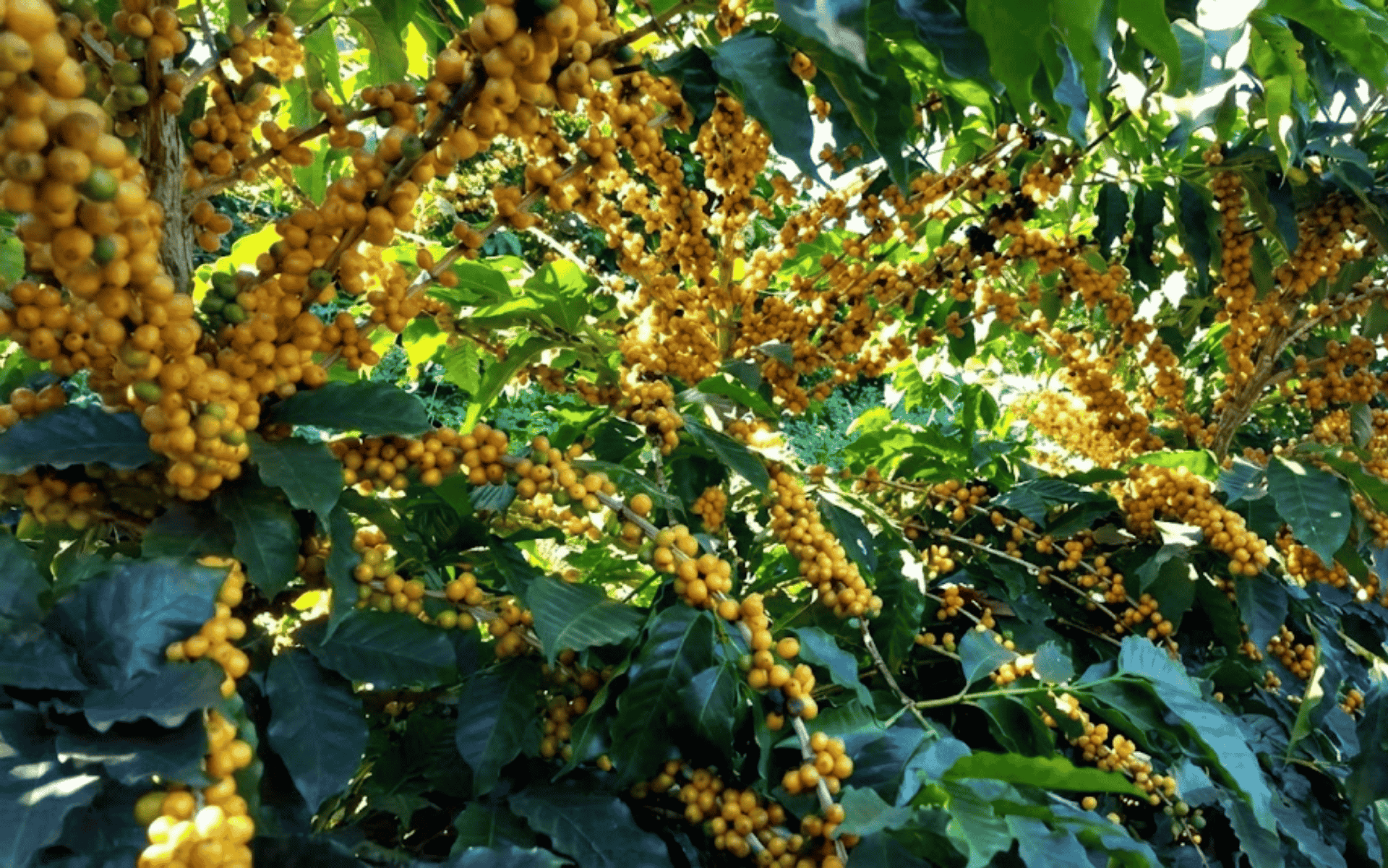 Pé de café carregado de frutos na Fazenda Fanadinho