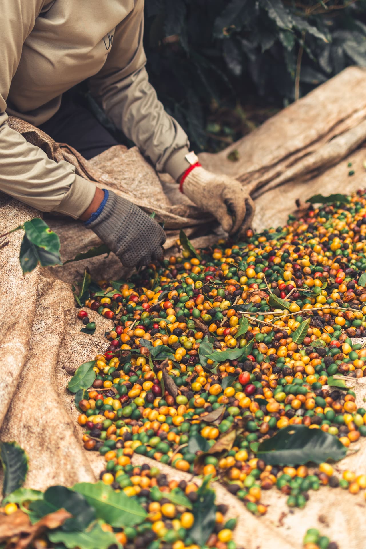 Colheita seletiva de frutos de café na Fazenda Fanadinho